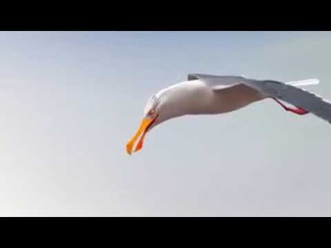 Video Motivasi Kerjasama