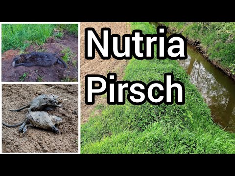 Kleine Nutria-Pirsch - aktuelle Vorkommen im Revier erkunden / Nutria Jagd