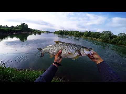 beautiful spring asp and chub fishing day at Sava river