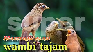 Download lagu Super Gacorr MASTERAN burung wambi berkicau di alam bebas isian super mewah mp3