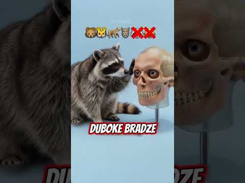 Ova životinja može da ti skine lice jednim udarcem  #balkanfacts