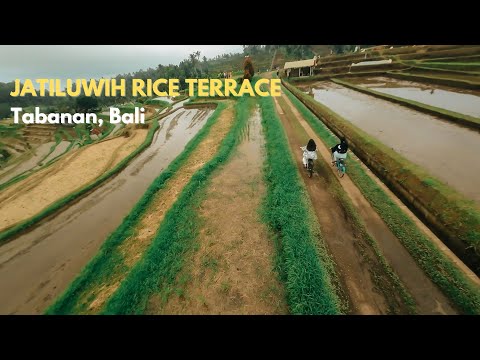 JATILUWIH RICE TERRACE VIBES