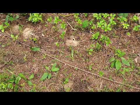 Digger Bees Destroying Yard in Manalapan, NJ