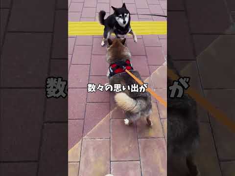 🐕散歩帰りにの車中が危険水域？