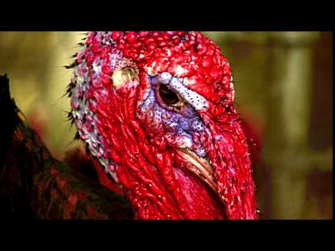 Turkey Gobble Ringtone Free Ringtones For Android MP3 Download