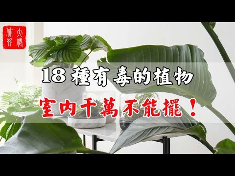 萬年青有毒嗎