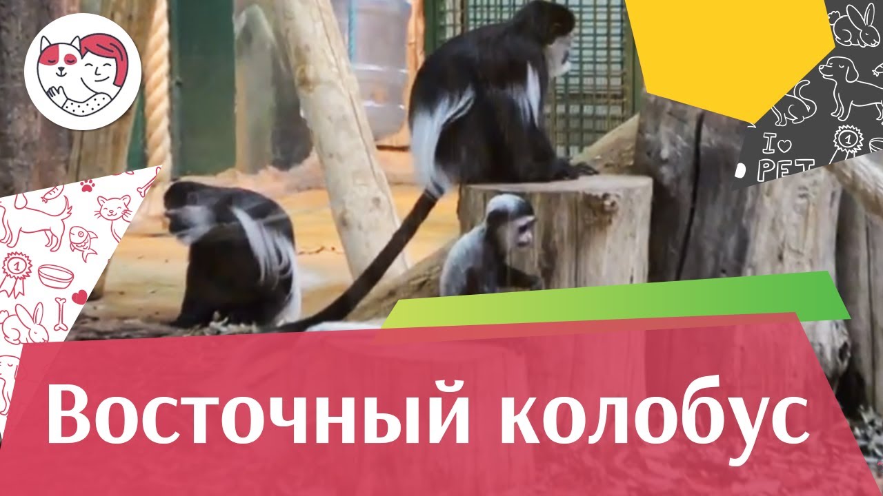 Восточный колобус Статус популяции на ilikepet