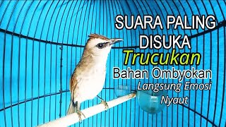 Download lagu Suara Pancingan TRUCUKAN Betina Memanggil TRUCUKAN Jantan, Seketika Trucukan Bahan Ombyokan Nyaut mp3 Download lagu Suara Pancingan TRUCUKAN Betina Memanggil TRUCUKAN Jantan, Seketika Trucukan Bahan Ombyokan Nyaut mp3