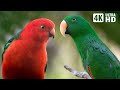 THE MAGICAL WORLD OF PARROTS | WONDERFUL RELAXING SOUNDS | BIRDS SOUNDS | SOOTHING NATURE |