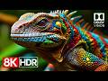 Breathtaking HDR Colors In 8K Dolby Vision 60fps 8K Video Ultra HD
