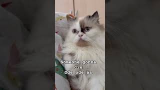 Ode ode#catvideos #catshorts #cute #cat#cats #fyp