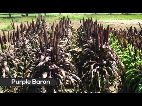 Reviews of ornamental pearl millet