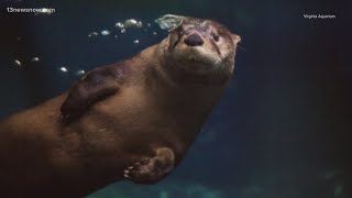 Beloved Virginia Aquarium otter passed away unexpectedly