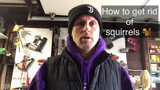 How to get rid of squirrels.