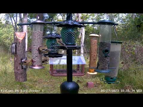 Black throated blue warbler makes brief visit to PA Bird Feeder 1 9/27/2023