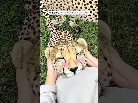 Why this cheetah couldn’t stop hugging her zookeeper