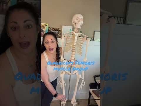 Meet the Quads - Quadriceps Femoris Muscle Group