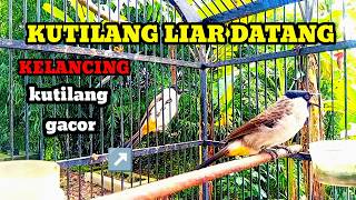 Download lagu Suara burung Kutilang Gacor Memanggil Lawan kutilang Liar langsung datang mp3