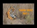 Tigers Of Tadoba Part 1 2019