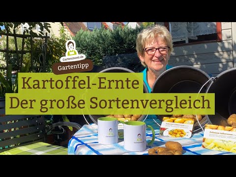 Erste Stichprobe: Kartoffel-Ernte und Sortenvergleich