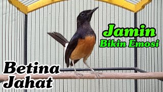 Download lagu Murai Betina JAHAT Sekali Putar Jamin bikin emosi Langsung ngamuk mp3 Download lagu Murai Betina JAHAT Sekali Putar Jamin bikin emosi Langsung ngamuk mp3