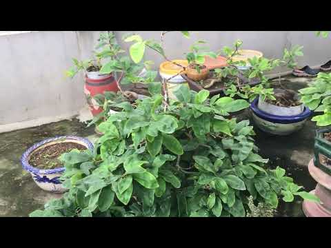 Có nên tưới dưỡng dễ cho mai vàng miền Bắc giai đoạn tháng 8 al