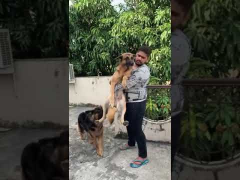 Candy and jenny the Gsd