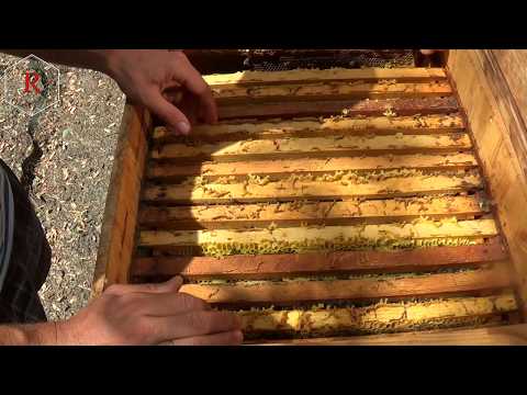 Ревизия пчелы и кормов на апиулье