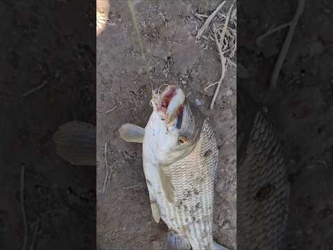 PESCA DE SABALO CON CARNADA Que fuerza que tienen #pescaurbana #fish #fishing