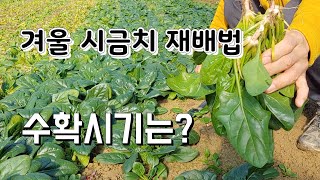 겨울 시금치 재배,바로 수확한 시금치 싱싱하게 무치는법 ,시금치 심는시기