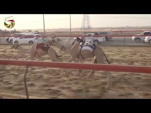 شارة الشيخ محمد بن زايد – فطامين – سيف العرب 6-7-2017 – ش13 متوكل لـ حمد سالم خليفه ابورويس الكتبي