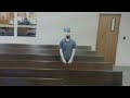 Relieved HPD Officer Charged With 5 Counts Of Possessing Child Porn