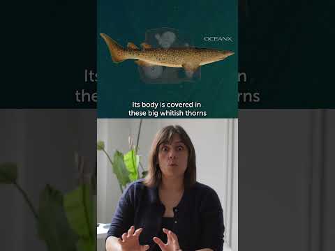 Filming A Mysterious Deep Sea Shark | OceanX