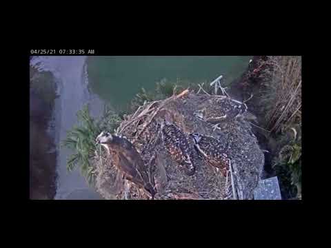 Osprey chick poops @nativebirdboxesinc.6354
