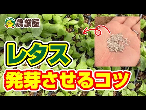 8月に子羊のレタスを播種するにはどうすればよいですか？冬のサラダを楽しむための 7 つのメンテナンス方法  庭園