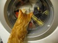 Washing Machine Kitty