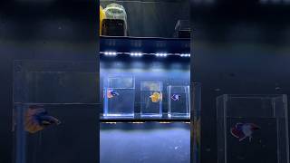 Download lagu Buy a betta fish for 92 million rupiah! Watch the video! #bettafish #bettafish #ornamentalfish #c... mp3 Download lagu Buy a betta fish for 92 million rupiah! Watch the video! #bettafish #bettafish #ornamentalfish #c... mp3