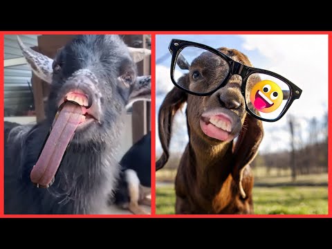 😂 Funny Goat Sounds 😂 Funny Goats Screaming Like Human #funnygoats