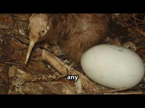 Kiwi Bird  New Zealand's Unique Icon