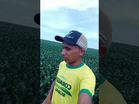 Grande plantação de Soja em Governador Luiz Rocha Maranhão