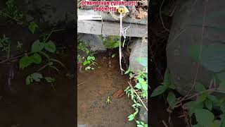 Download lagu PENAMPAKAN IKAN CUPANG ASLI INDONESIA DI ALAM mp3