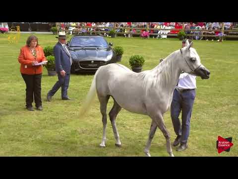 N.200 GE MALIKA BINT MALIK JAMIL - Bruges 2018 Int B - Straight Egyptian Senior Mares (Class 116)