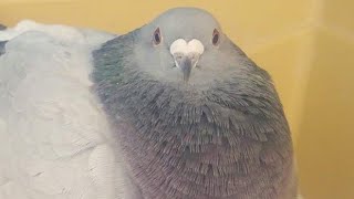 Cover art for Chonk Chart