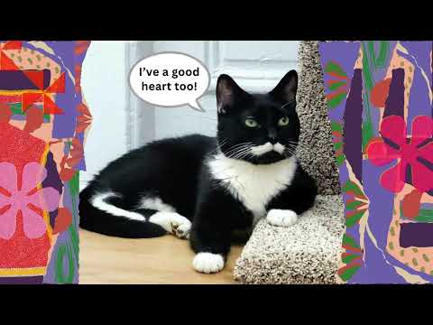 Moustachio, an adopted Domestic Short Hair in Brooklyn, NY_image-1