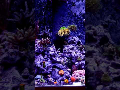 180G reef tank one year anniversary