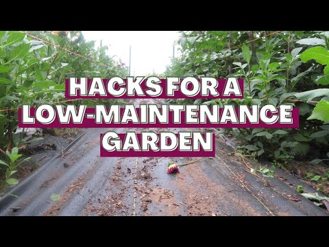 The Secret to a Low Maintenance Flower Garden