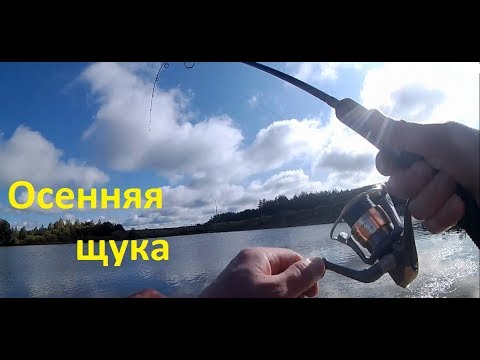 ОСЕННЯЯ ЩУКА. Ловля на живца.