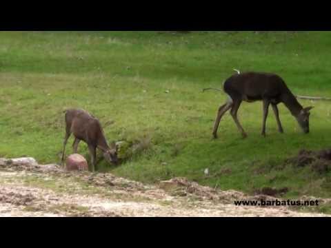 Ciervo ( Cervus elaphus ) Red Deer