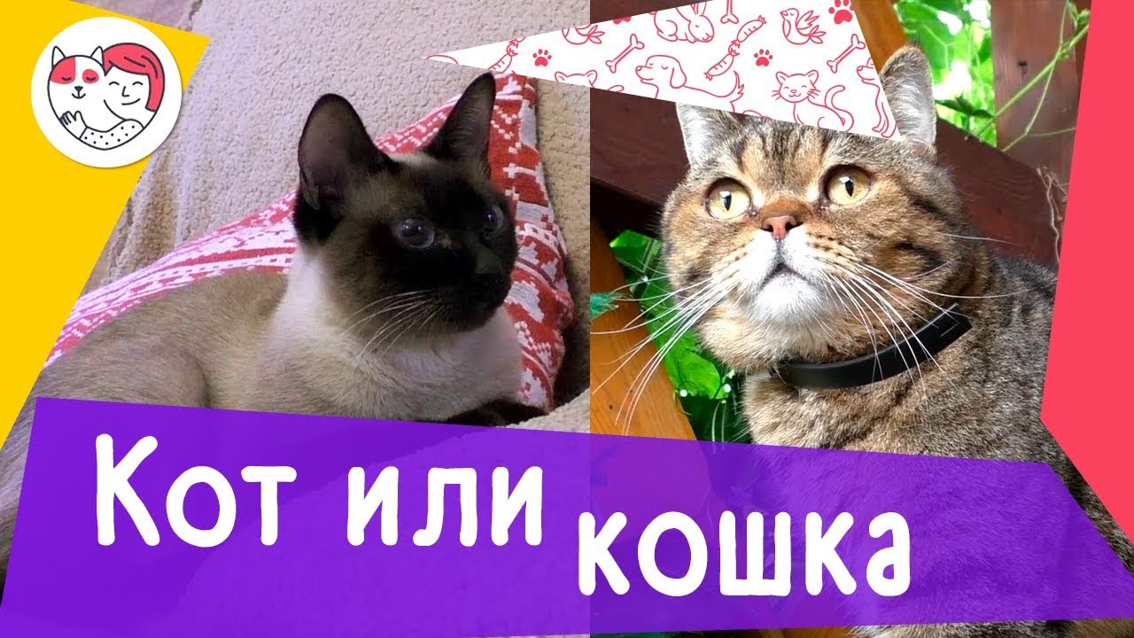 4 правила выбора пола мяукающего питомца