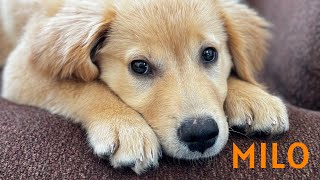 Our New Golden Retriever Puppy and His First Month Home